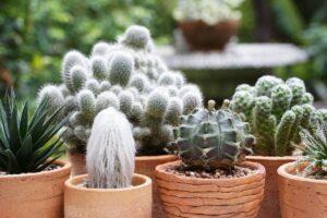 Piante grasse: gli errori più comuni che le fanno morire