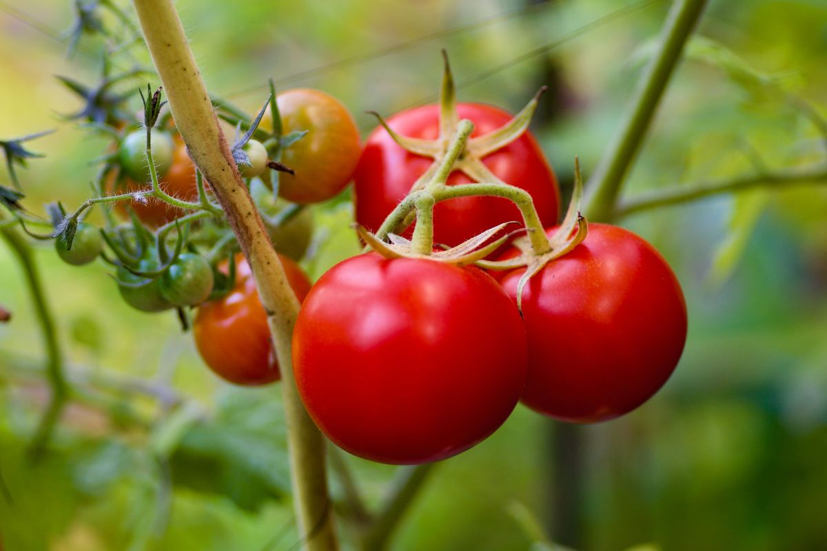 come curare pomodori a settembre