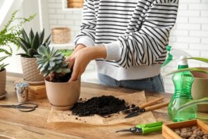 Piante grasse in giardino: settembre è il mese ideale per rinvasarle