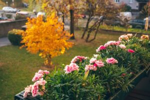 Giardinaggio intelligente: come sfruttare la luce di settembre per far crescere tutto