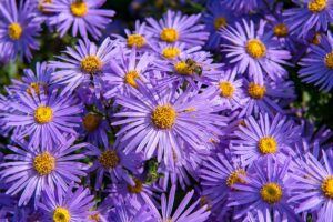 8 fiori resistenti che colorano il giardino in autunno