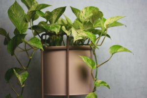Le piante perfette per purificare l’aria in casa