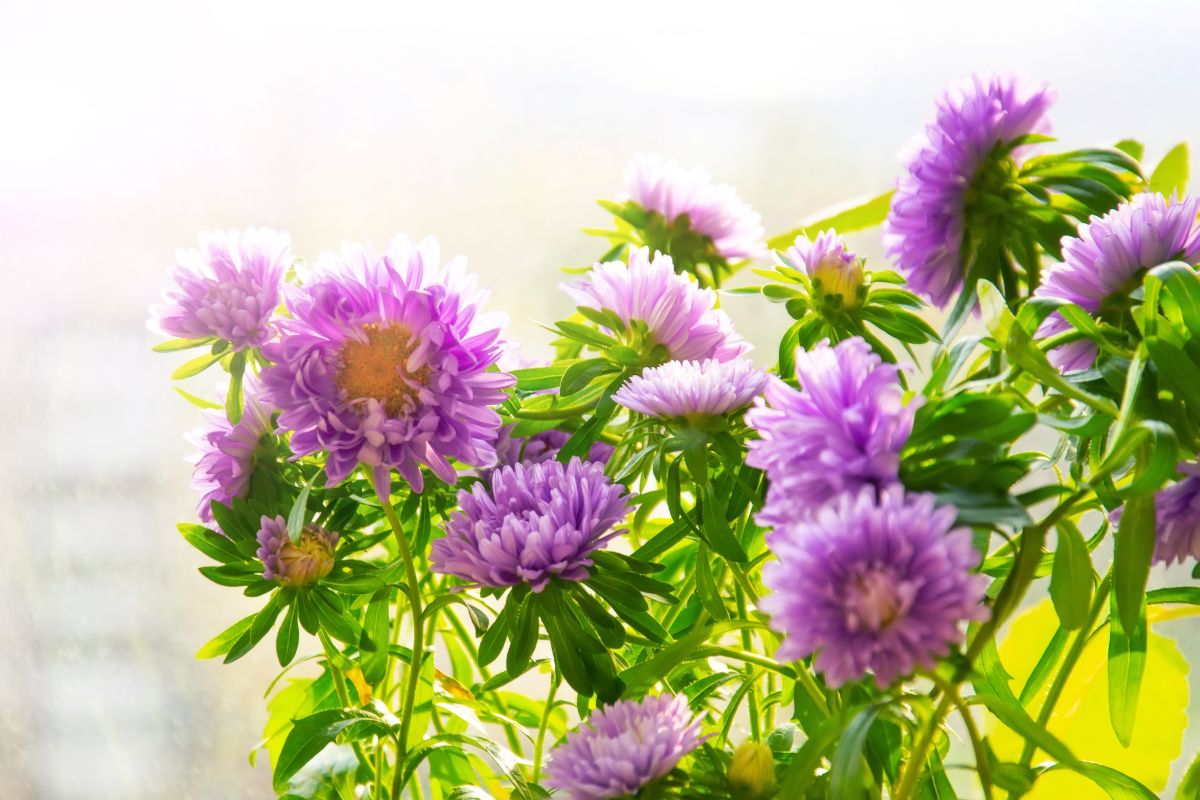 quali fiori sono perfetti per il freddo