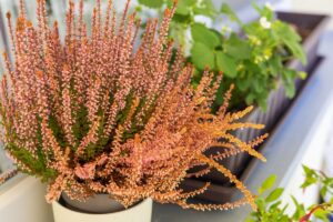 I fiori perfetti per settembre: colori e varietà che resistono fino all'inverno