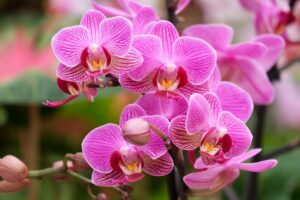 5 trucchi semplici per mantenere le orchidee sempre in salute