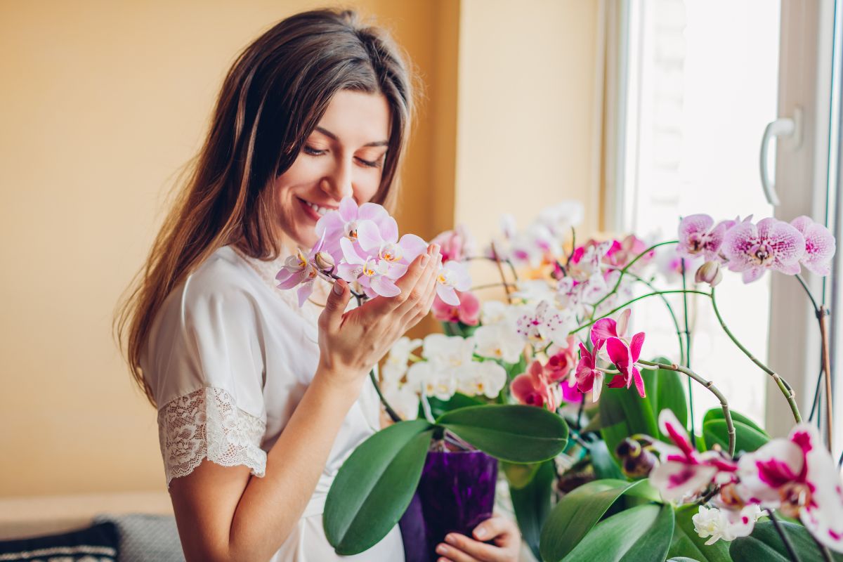 come mantenere orchidea in salute 