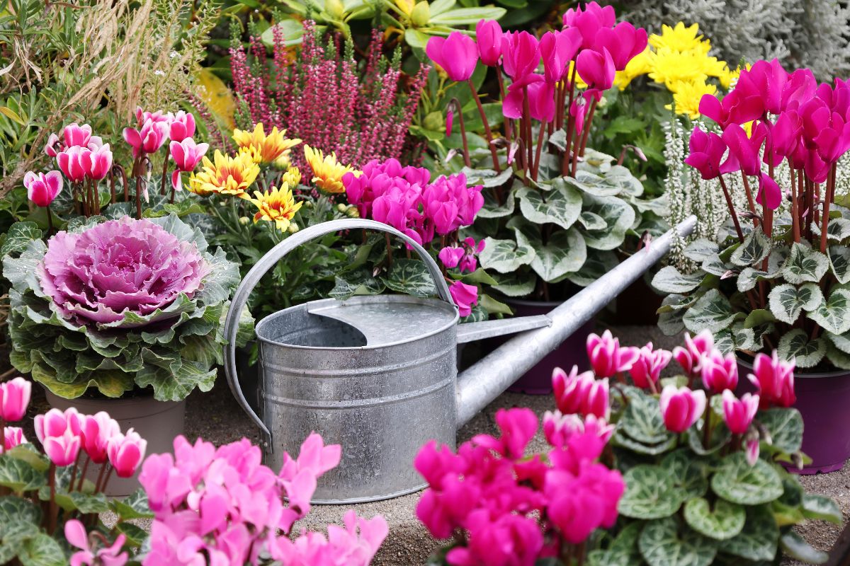 quali fiori piantare per l'autunno