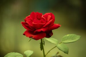 Settembre e le rose