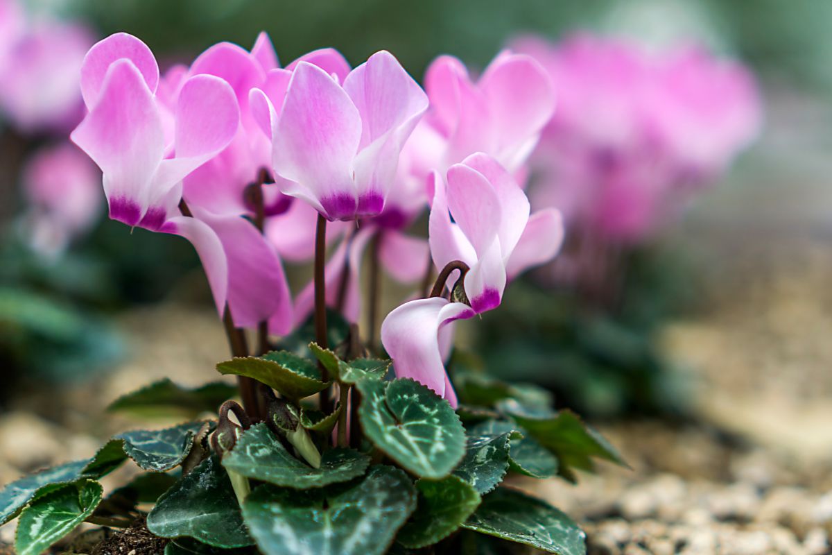 Ciclamini, i fiori che colorano i primi giorni di settembre
