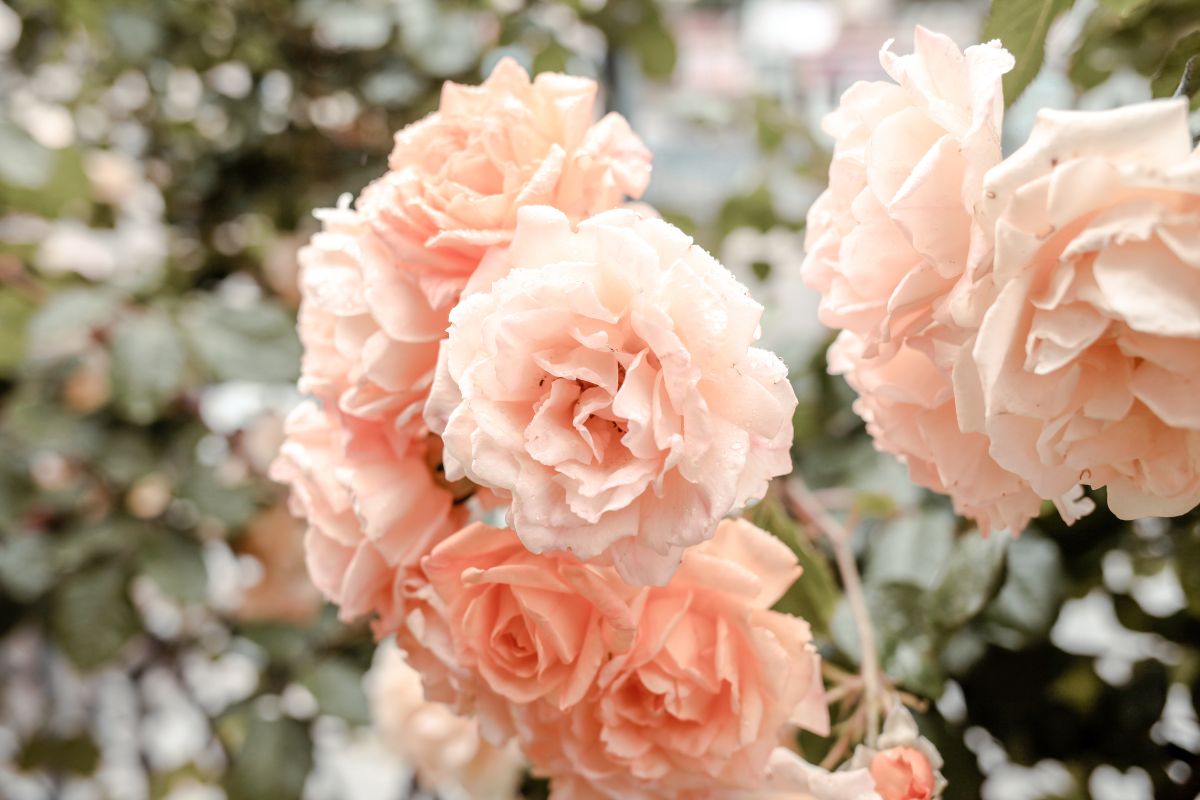Settembre e le rose: potature e cure per fioriture autunnali